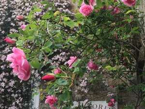 Image 38